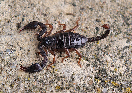 Euscorpius sp - Lombardia